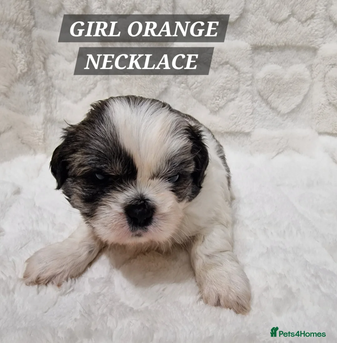 Shih Tzu dogs for sale: Pure breed Shih Tzu puppy - Advert 24