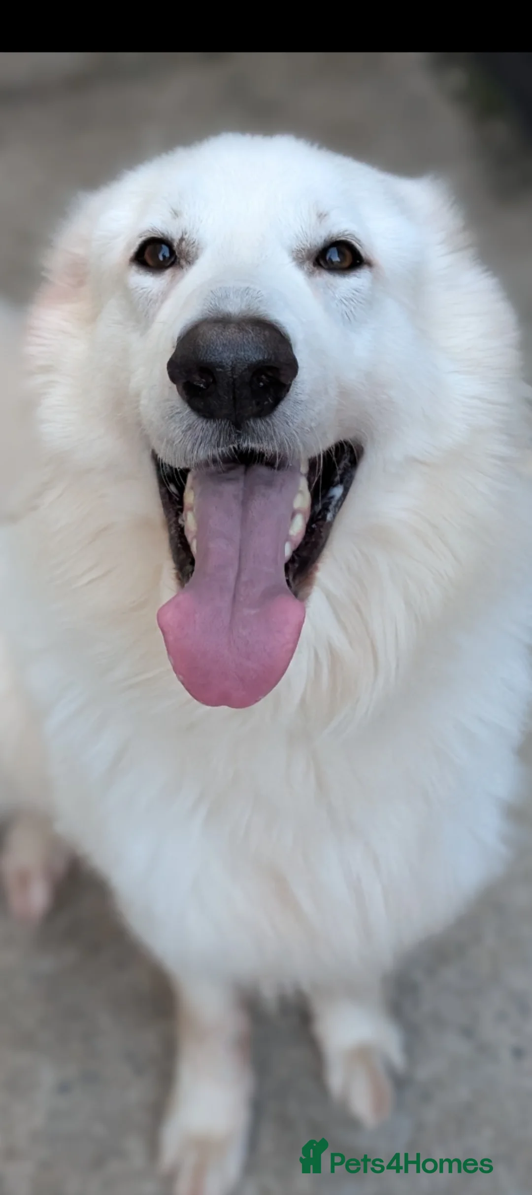 German Shepherd dogs for sale: Bear White GSD - Advert 4