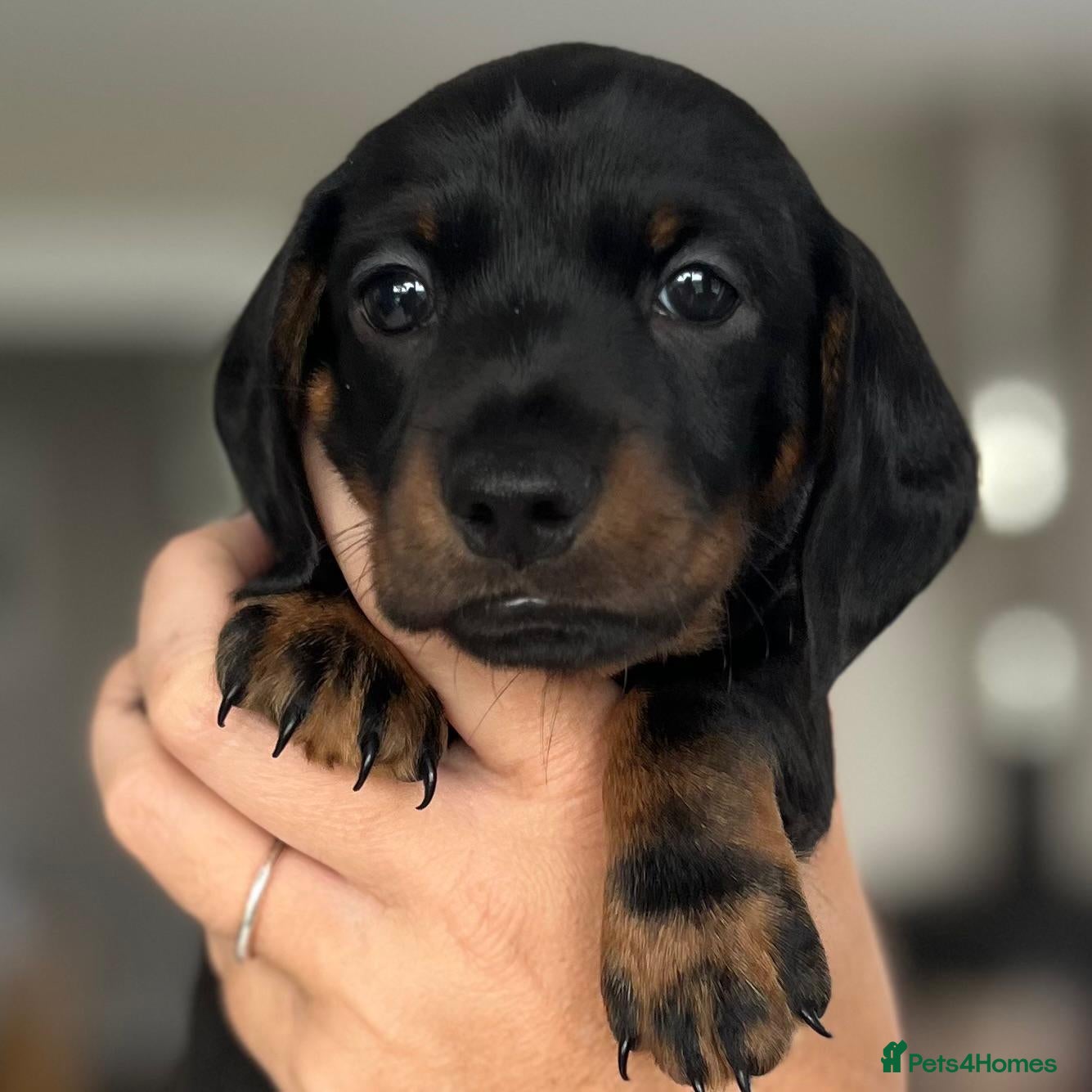 Miniature Dachshund dogs Miniature Dachshund Puppies, KC & Health Checked - Advert 5