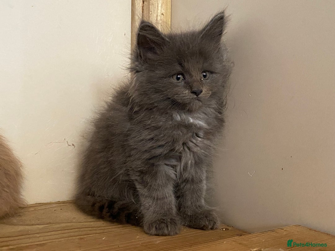 Maine Coon cats for sale: Xl Stunning Maine coon kittens  - Image 5