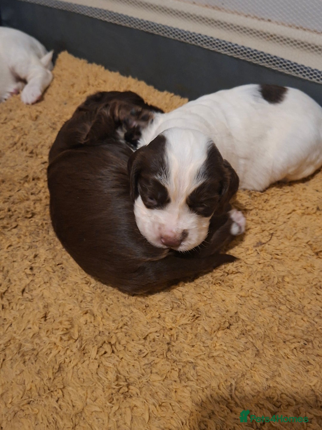 Mixed Breed dogs for sale: Beautiful Clumber spaniel x sprockers  - Image 7