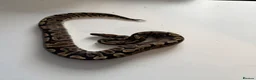 Python Snake reptiles for sale: Various Ball Pythons for sale - Advert 20