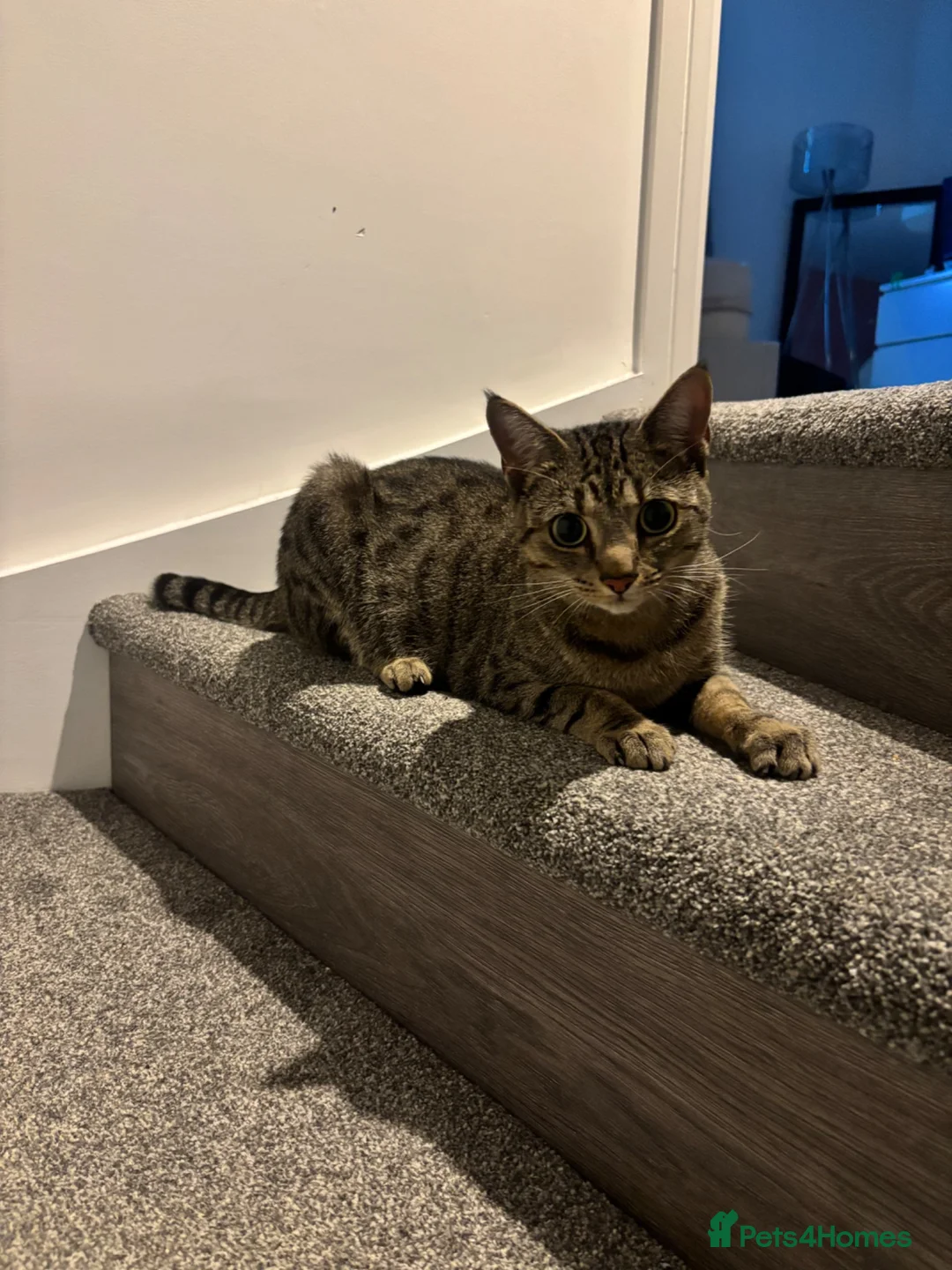 Domestic Shorthair cats for sale: Female Cat  🐾 - Advert 2
