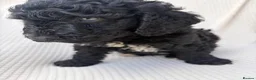 Cockapoo dogs for sale: 🐾STUNNING F1 COCKERPOOS 🐾 - Advert 6