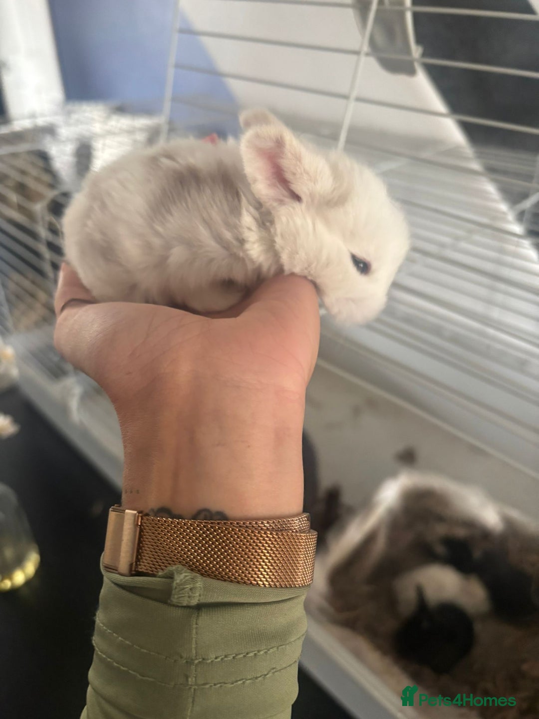 Mini Lop rabbits for sale: Mini lop babies - Image 1