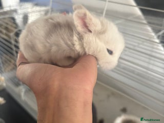 Mini Lop rabbits - Advert 20