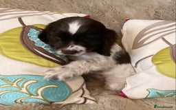 Cocker Spaniel dogs for sale: Adorable show cocker puppies - Image 6