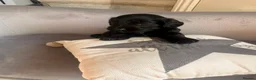 Mixed Breed dogs for sale: Cocker Spaniel/Poochon in Blackburn - Advert 17