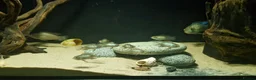 Cichlids fish for sale: Electric Blue Acara for sale - Advert 8