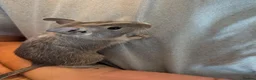 Degus rodents for sale: 6 male Degus ready for their forever homes - Advert 9