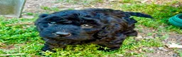 Cockapoo dogs for sale: Beautiful cockapoo pups for sale - Advert 19