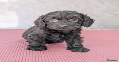 Cockapoo dogs - Advert 7