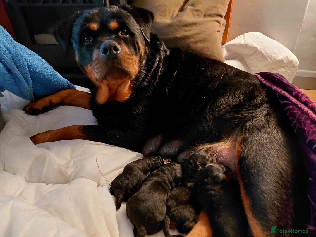 Rottweiler dogs for sale: Elite German Bloodline Rottweiller Puppies - Image 9
