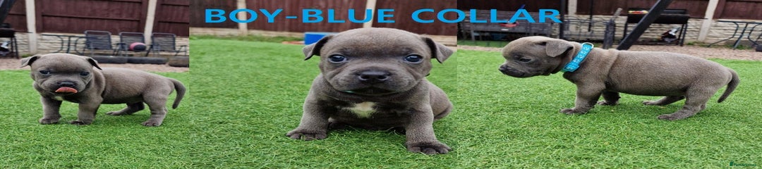 Staffordshire Bull Terrier Puppy 1