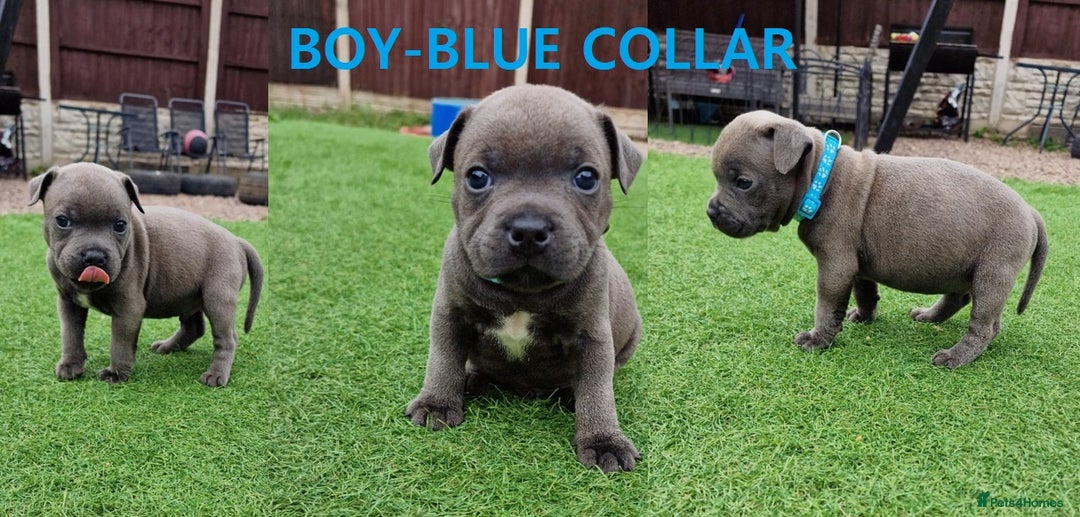 Staffordshire Bull Terrier dogs for sale: 2 female Blue Staffordshire Bull Terrier puppy KC - Image 5