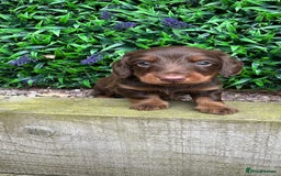 Miniature Dachshund dogs for sale: Long Haired Miniature Dachshund puppies - Image 11