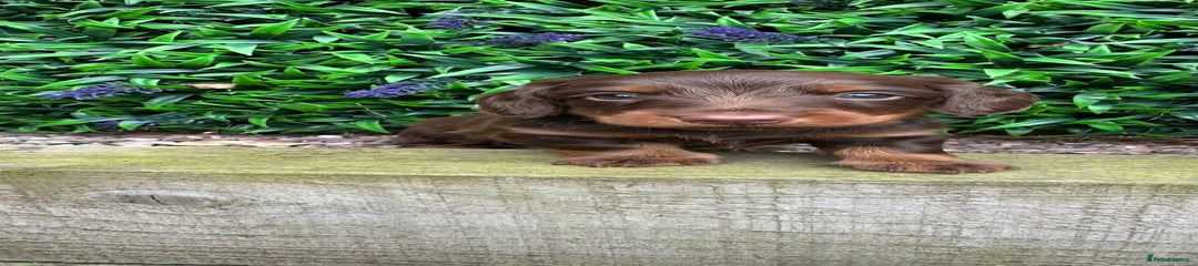 Miniature Dachshund Puppy 1
