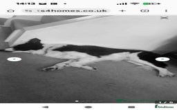 Border Collie dogs for sale: I’m bob  - Image 3