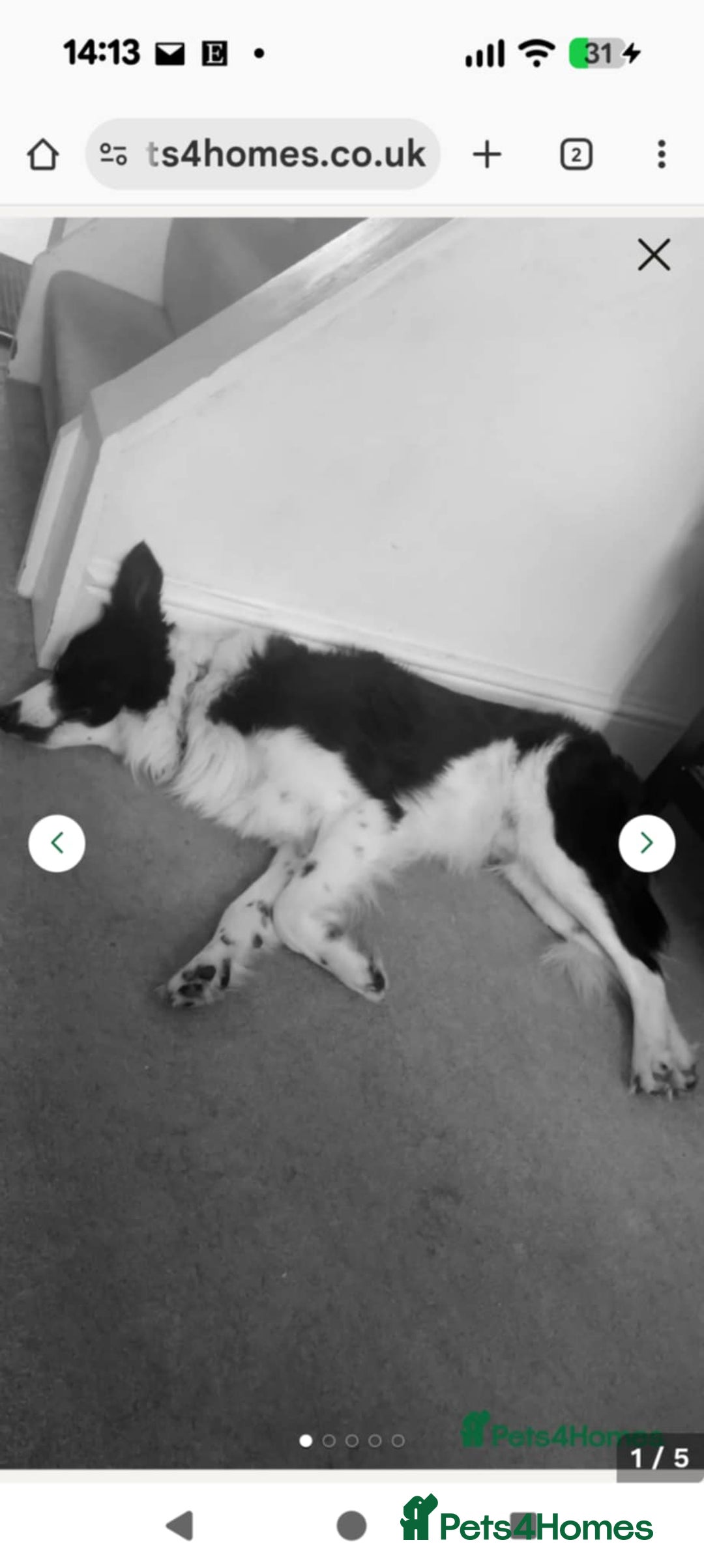 Border Collie dogs for sale: I’m bob  - Image 3