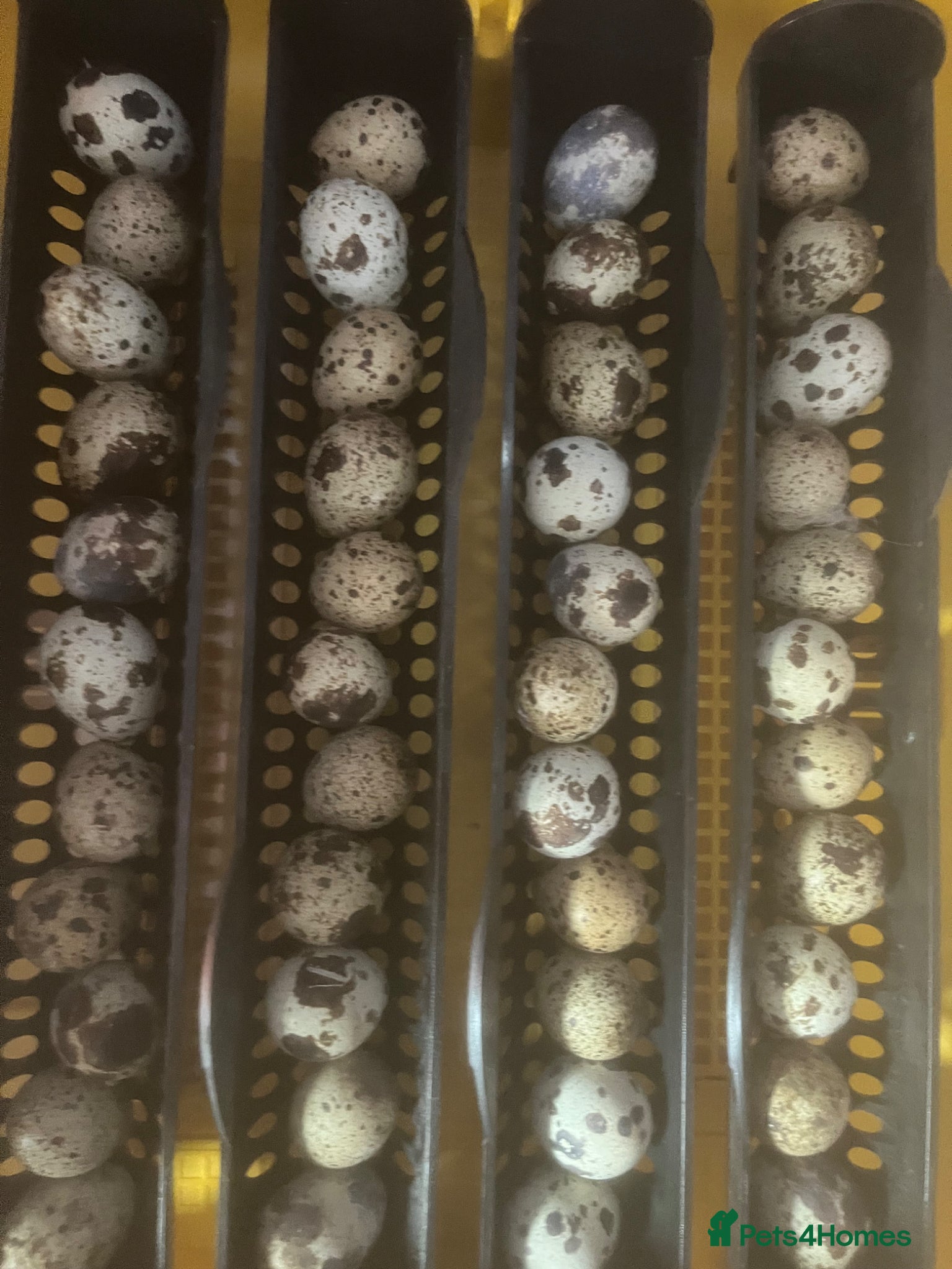 Quail poultry Japanese Qauil hatching eggs - Advert 1