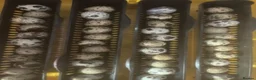 Quail poultry for sale: Japanese Qauil hatching eggs - Advert 1