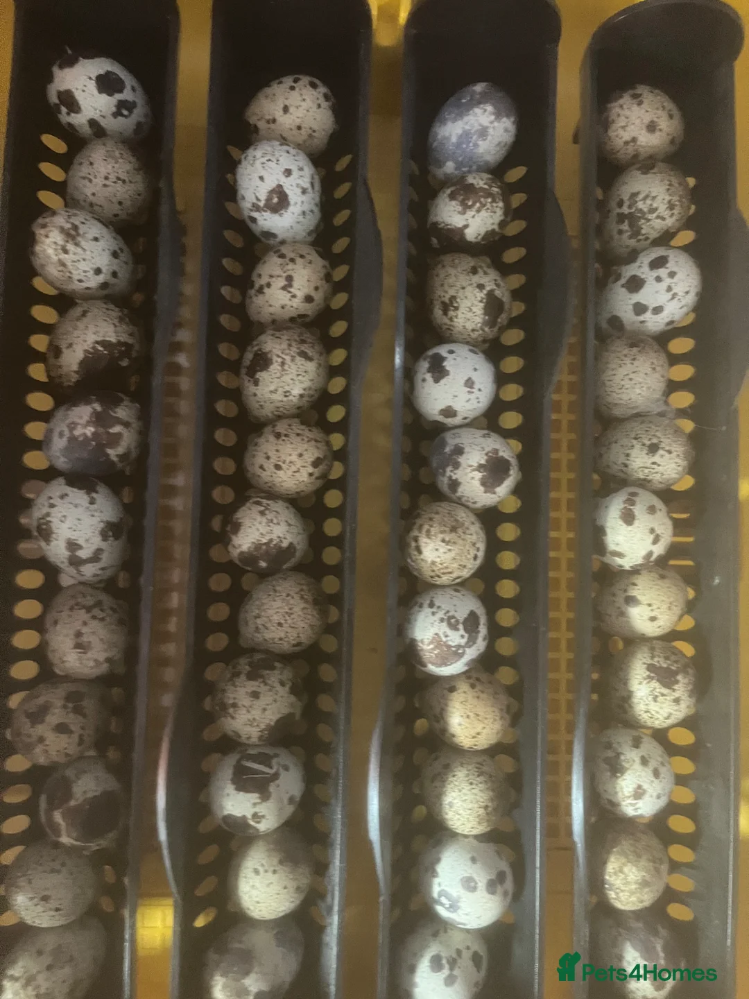 Quail poultry for sale: Japanese Qauil hatching eggs - Advert 1