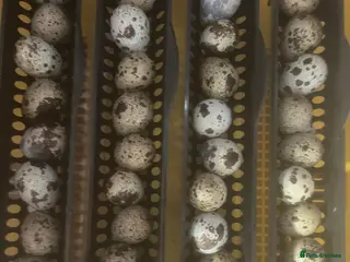 Quail poultry Japanese Qauil hatching eggs - Advert 1