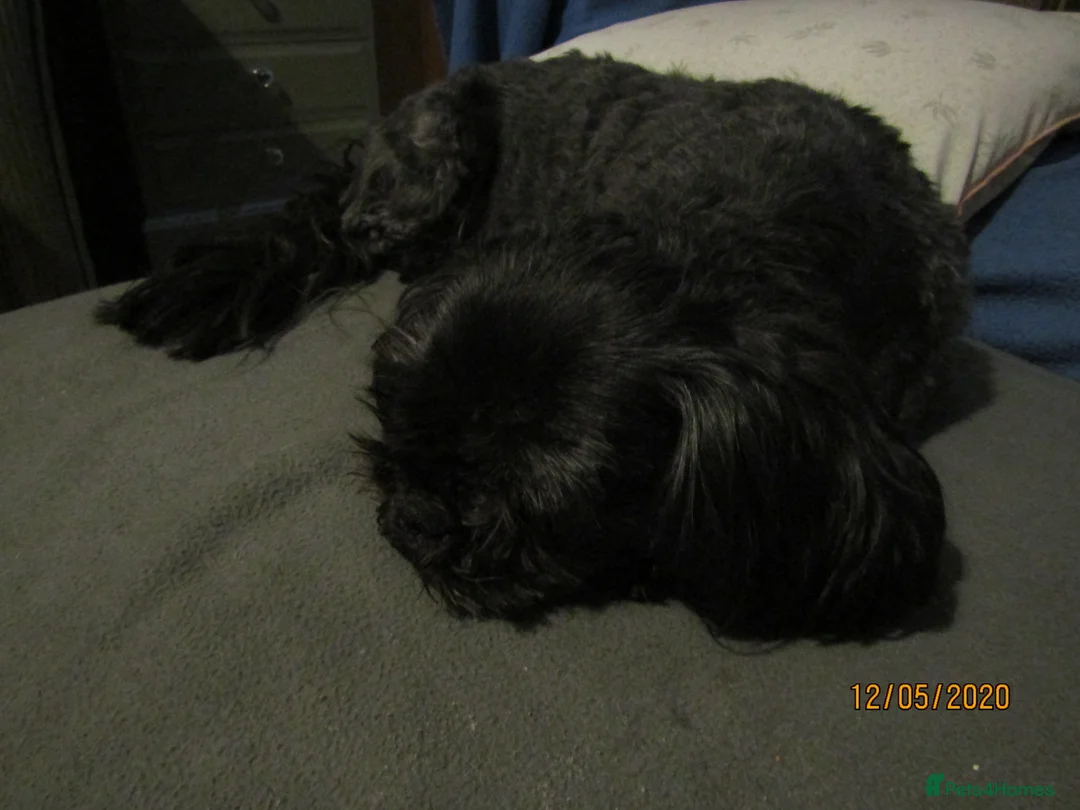 Shih Tzu dogs for stud: Bailey for stud in Spalding - Advert 24