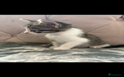 Mixed Breed cats for sale: 6 kittens not ready till 14th August  - Image 7