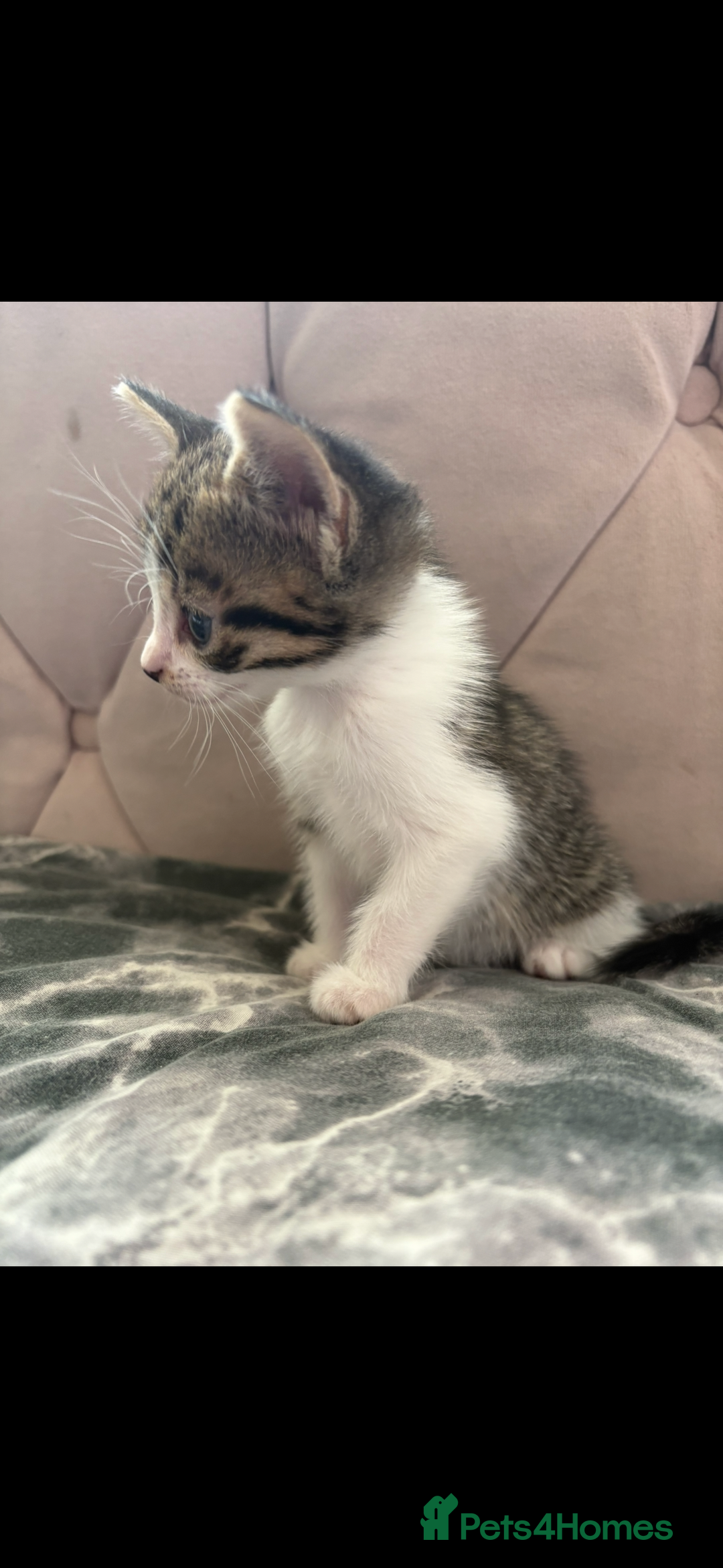 Mixed Breed cats for sale: 6 kittens not ready till 14th August  - Image 7