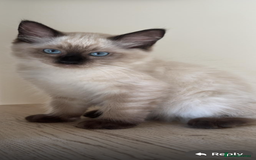 Ragdoll cats for sale: Stunning GCCF reg ragdoll kittens available now  - Image 20