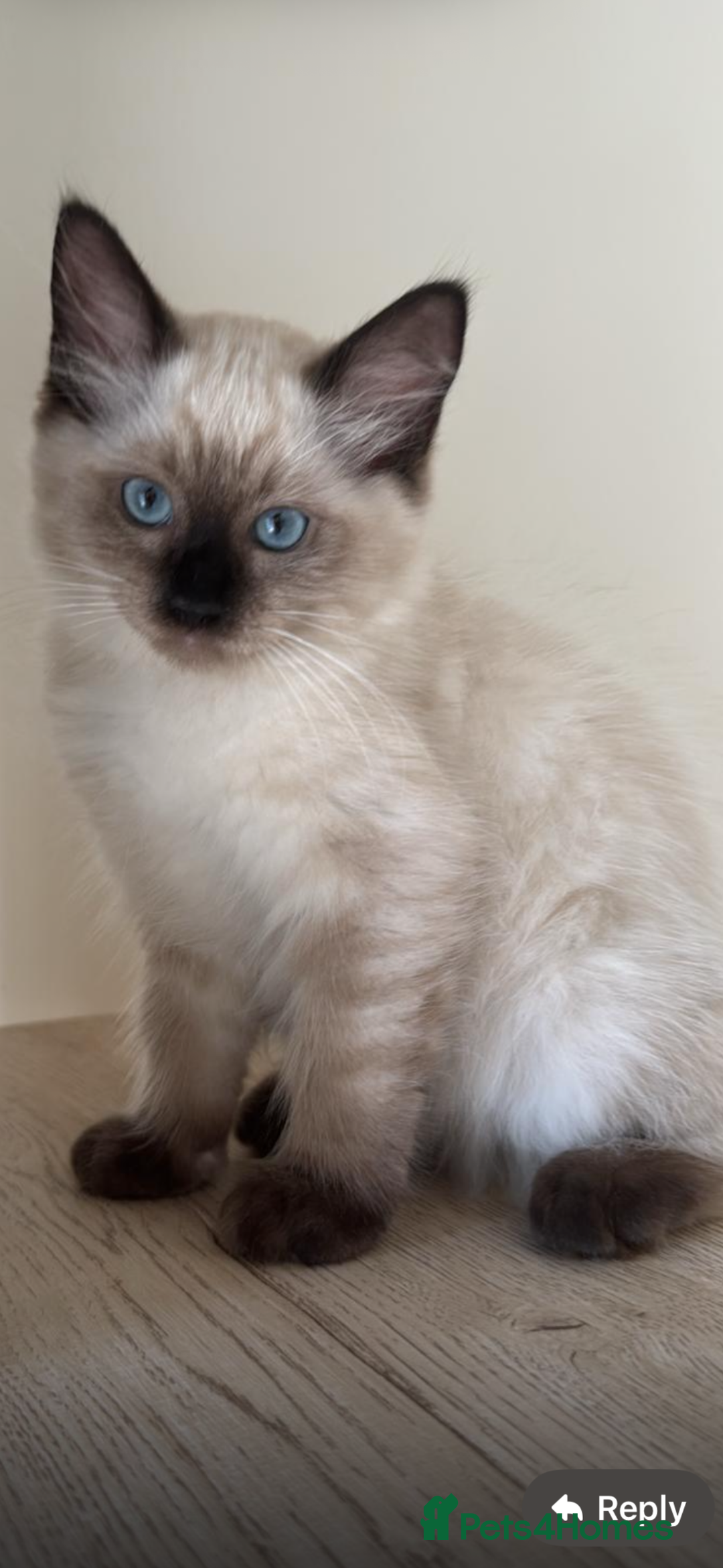 Ragdoll cats for sale: Stunning GCCF reg ragdoll kittens available now  - Image 20