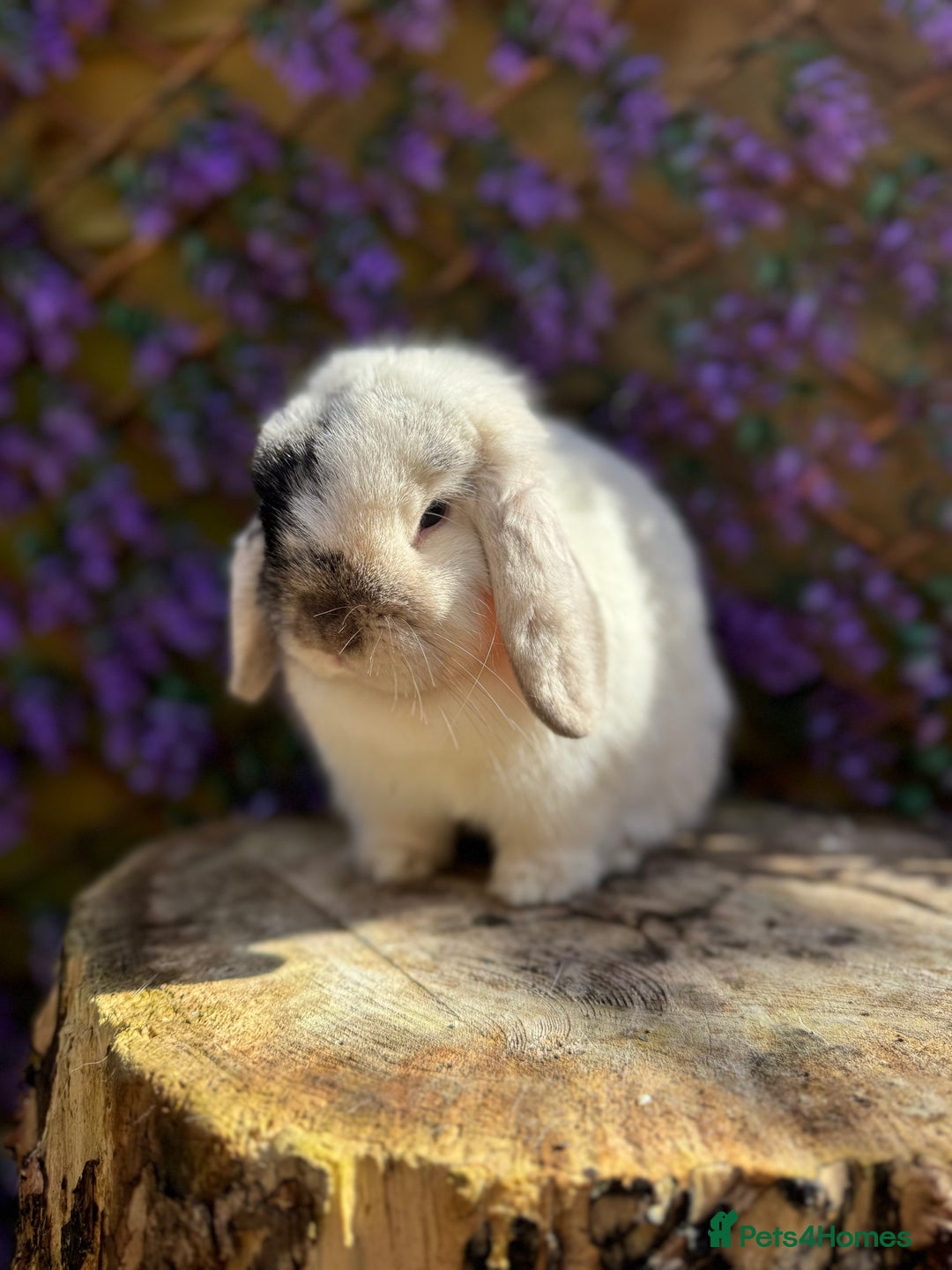 Mini Lop rabbits for sale: Magpie mini lop doe - Advert 2
