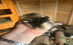 Guinea Pig rodents for sale: 3 male longhair guinea pigs  - Image 3
