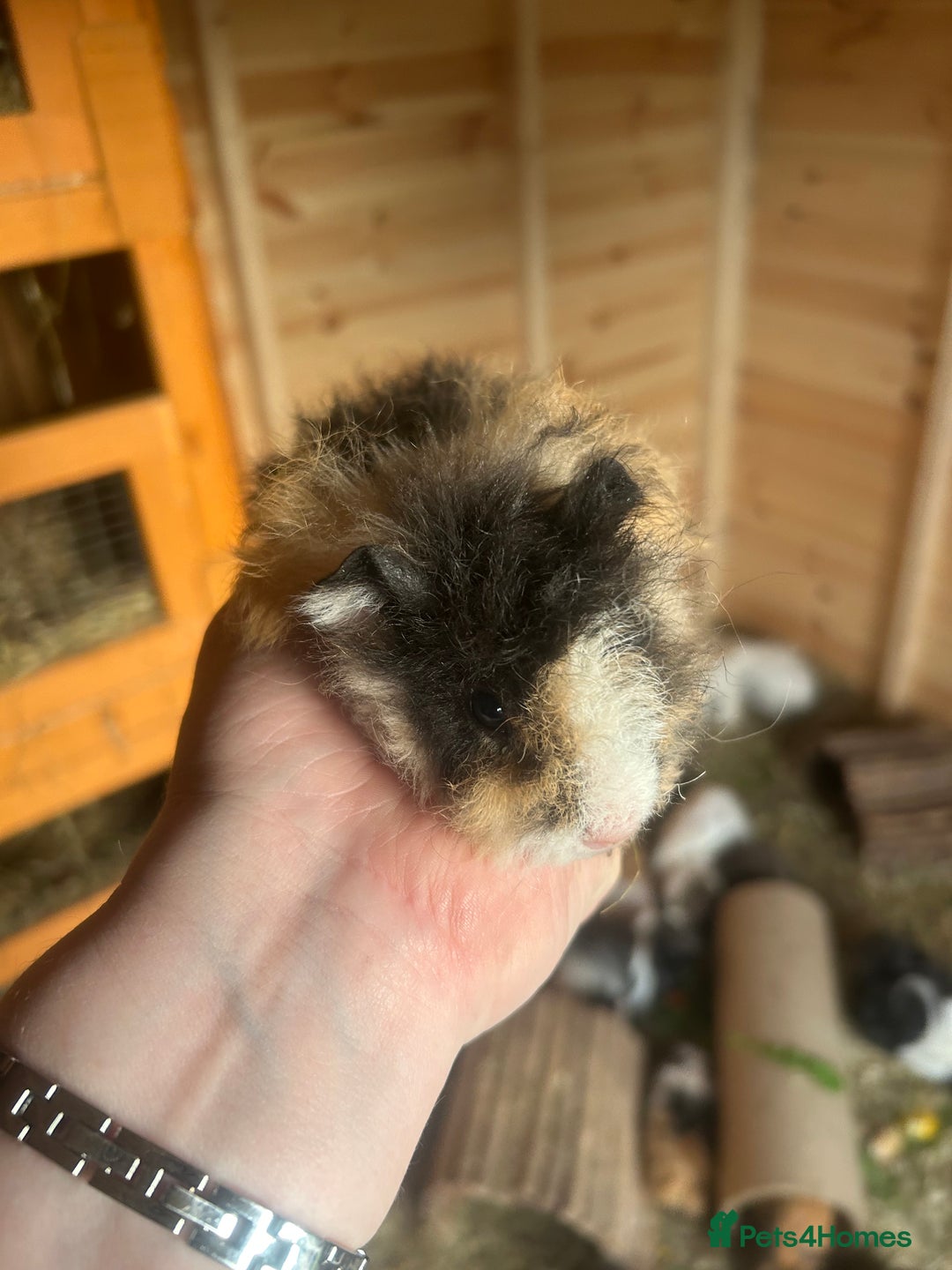 Guinea Pig rodents for sale: 3 male longhair guinea pigs  - Image 3