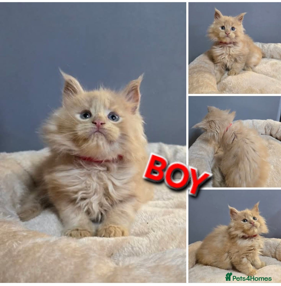 Maine Coon cats for sale: Pure breed Maine Coon Kittens  - Advert 6