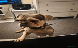 Pug dogs for sale: Pretty Sable Pug - Image 3