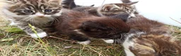 Mixed Breed cats for sale: ❤️Tiny Paws, Big Hearts Ready for Loving Home soon - Advert 25