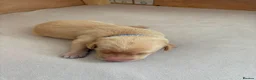 Labrador Retriever dogs for sale: Health Tested Champion Pedigree Pups - Advert 16