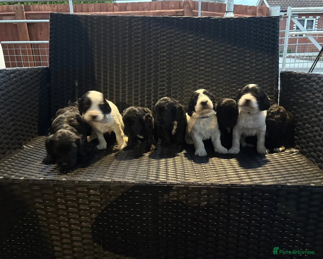 Cockapoo dogs for sale: Cockatoo puppies in Royston - Advert 13