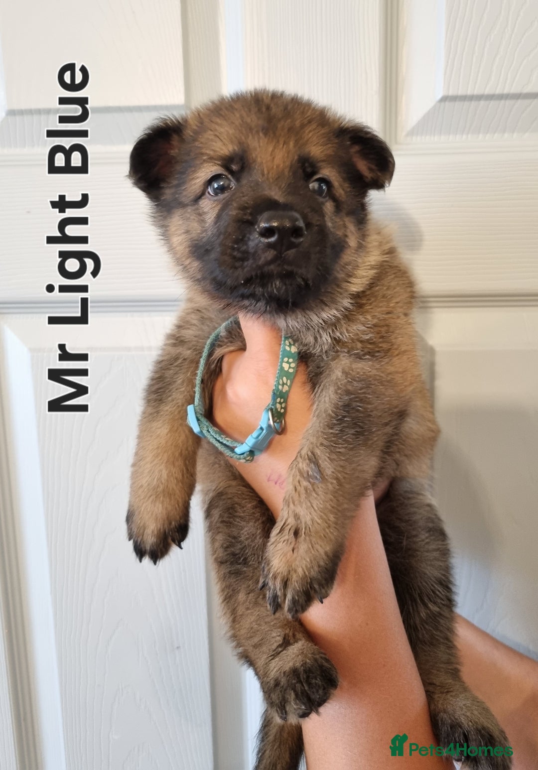 German Shepherd dogs for sale: 12 Czech KC Extensively Health Tested GSDs Puppies - Image 8