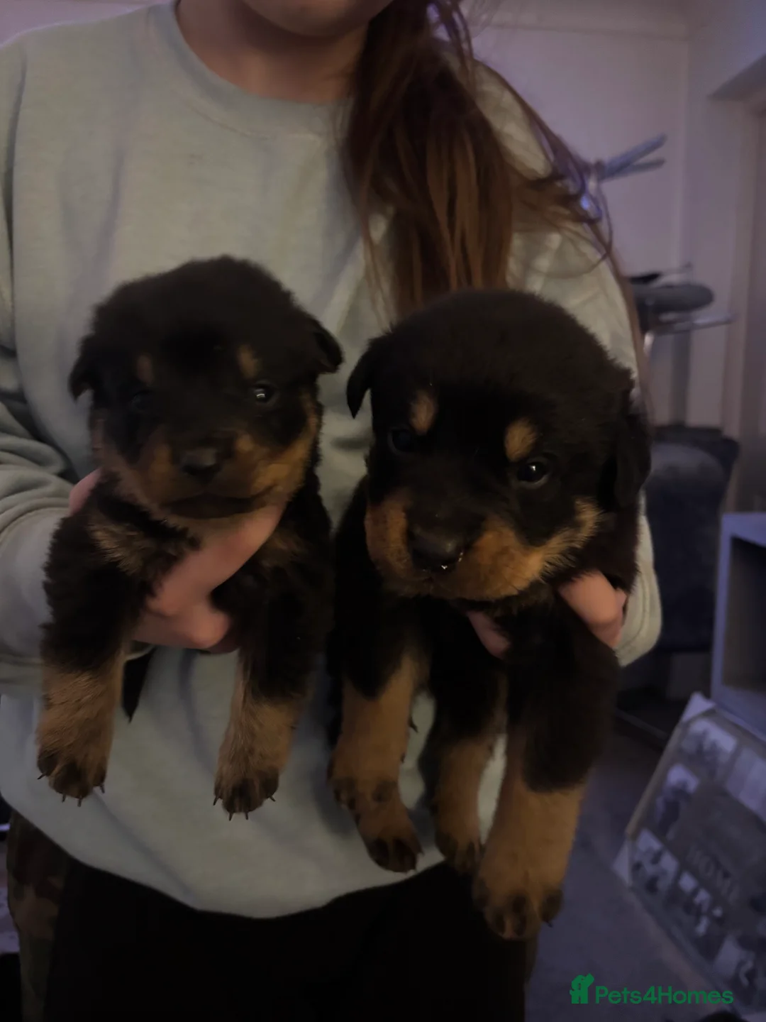 Rottweiler dogs for sale: Chunky Rottweiler pups in Exmouth - Advert 2