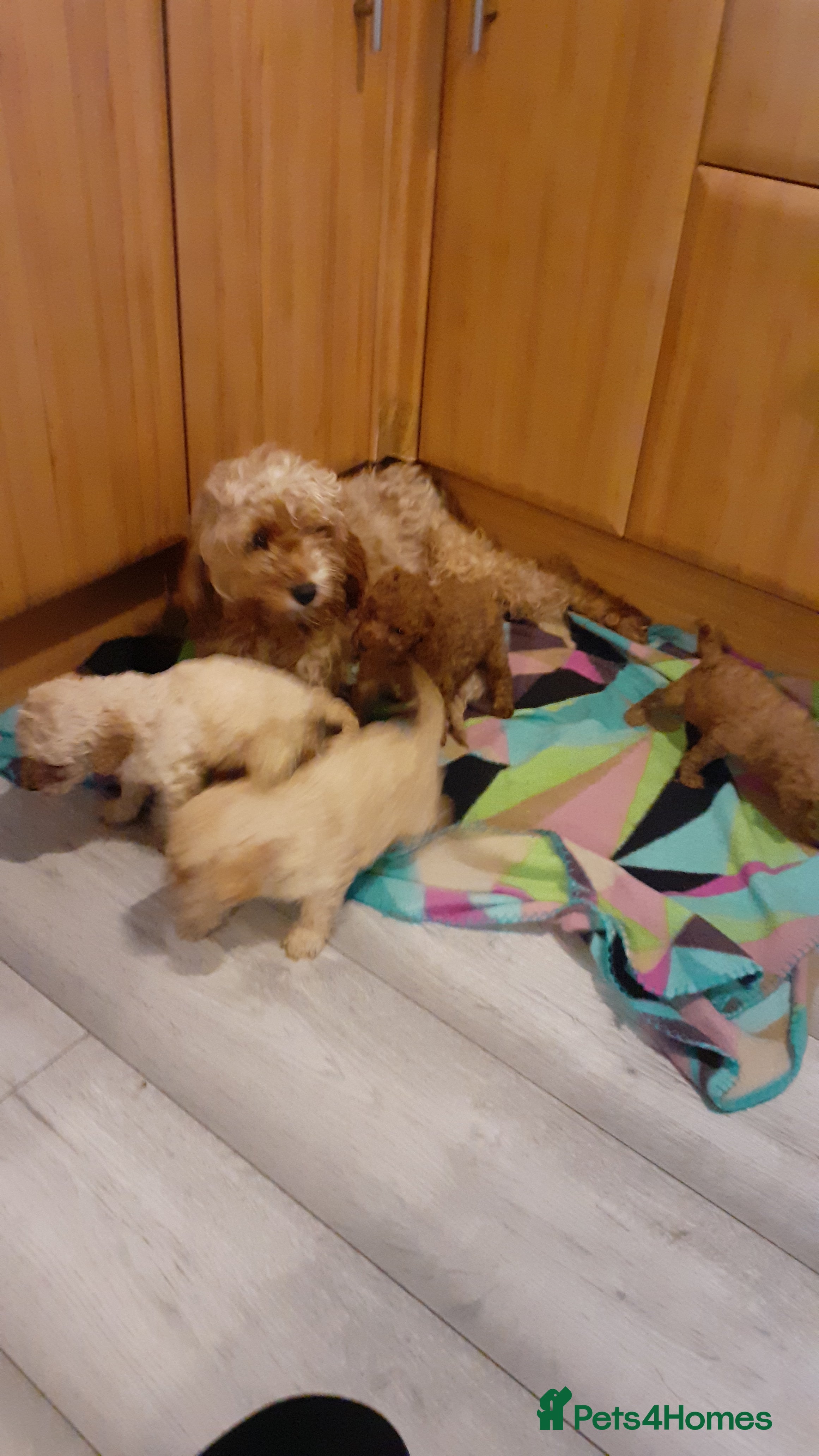 Cavapoo dogs Cavapoo pups for sale - Advert 1