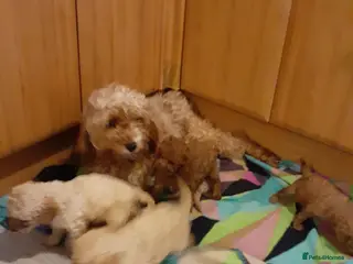 Cavapoo dogs Cavapoo pups for sale - Advert 1