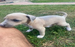 Italian Greyhound dogs for sale: Italian greyhound puppy’s  - Image 5