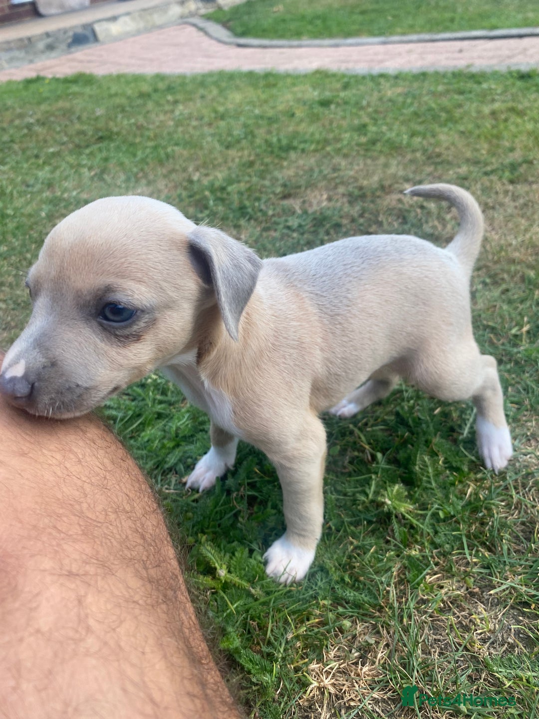 Italian Greyhound dogs for sale: Italian greyhound puppy’s  - Image 5