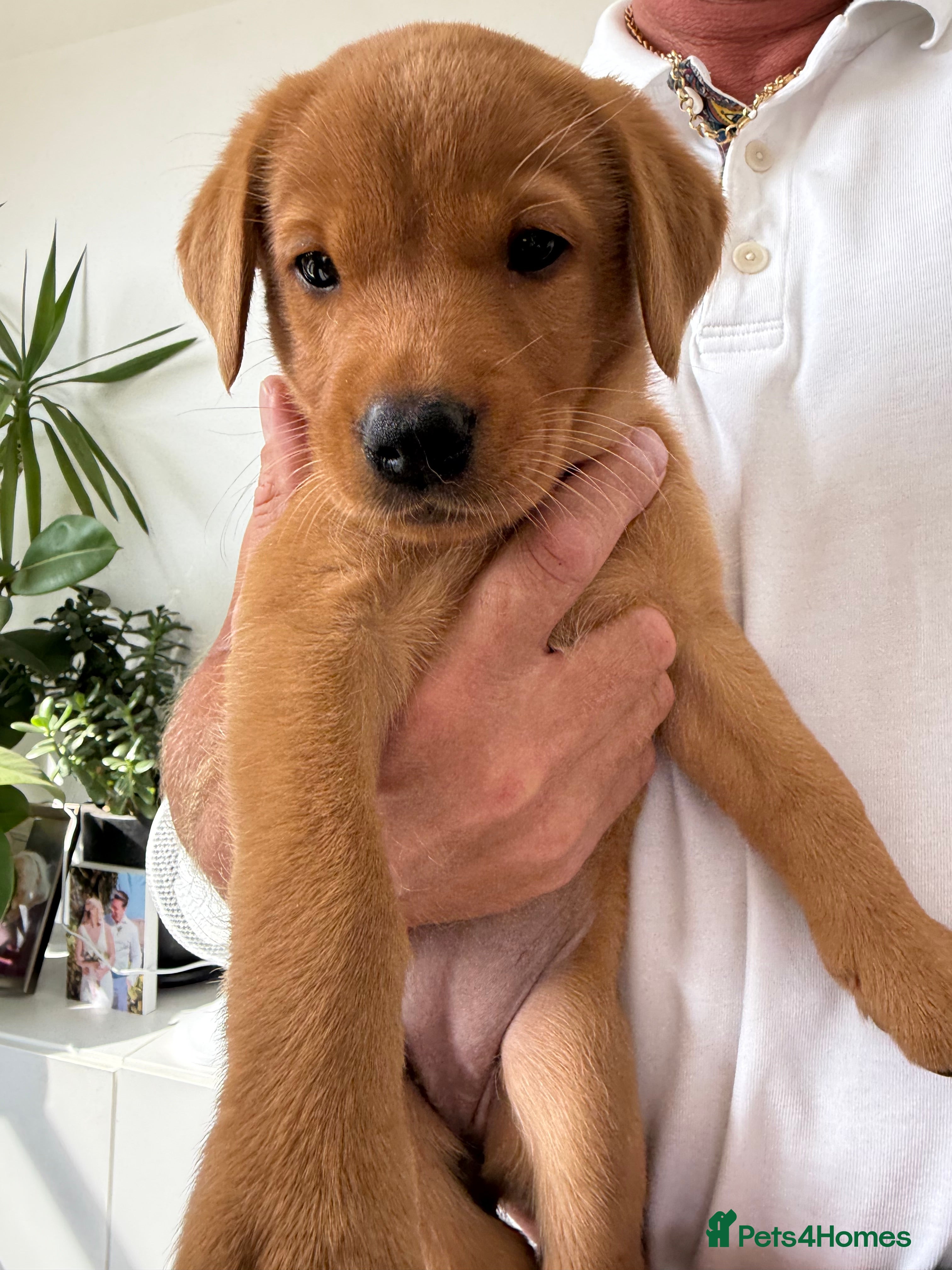 Labrador Retriever dogs  Fox red Labradors - Advert 2