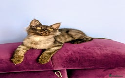 Maine Coon cats for sale: Beautiful Pedigree Maine Coon Kittens  - Image 4