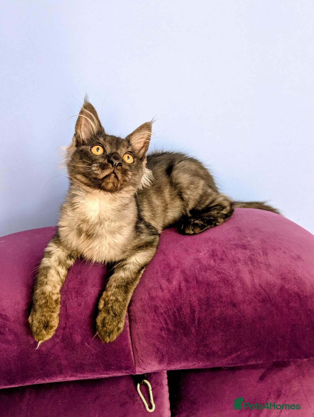 Maine Coon cats for sale: Beautiful Pedigree Maine Coon Kittens  - Image 4