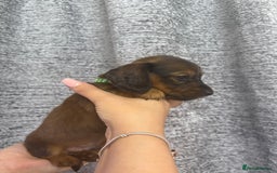 Miniature Dachshund dogs for sale: Amazing Champ Bloodlines Mini Dachshunds ✨ - Image 3